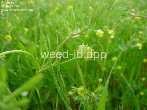 buttercup, corn